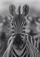 Пыльная зебра